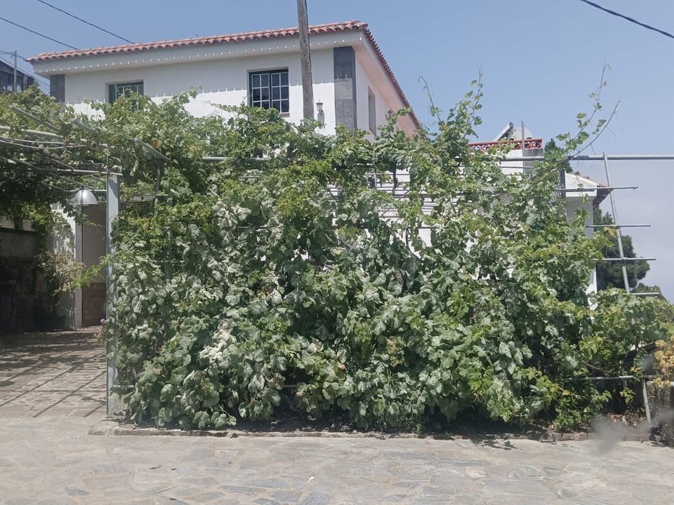 Landejendom i Llanito Perera, Tenerife - foto 2
